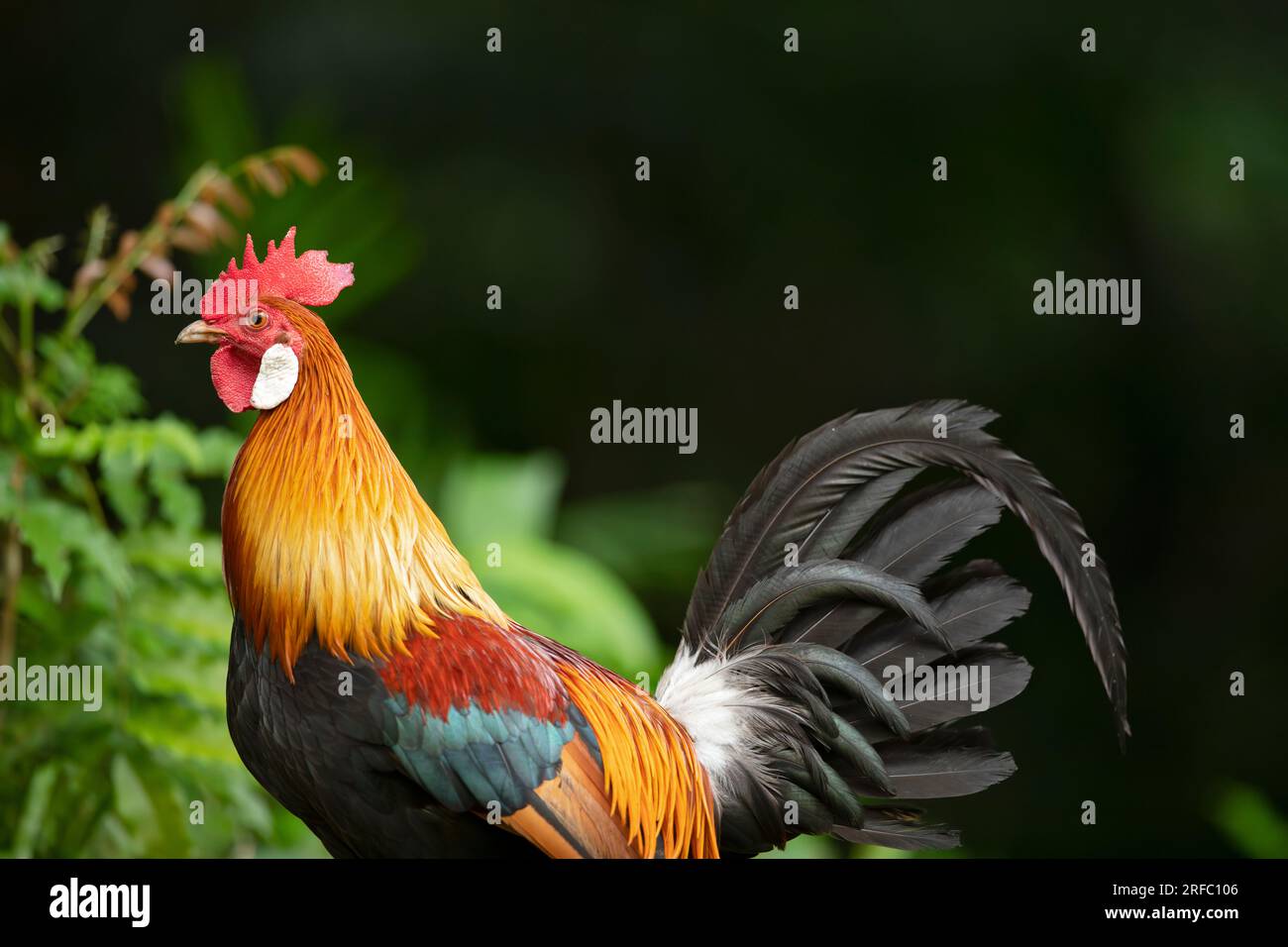 Avvistamento di gallo nella giungla rossa ai margini di una foresta di mangrovie, Singapore Foto Stock