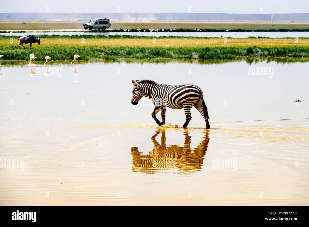 Zebre che camminano sull'acqua con riflessi simmetrici al Parco Nazionale di Amoseli, Kenya Foto Stock