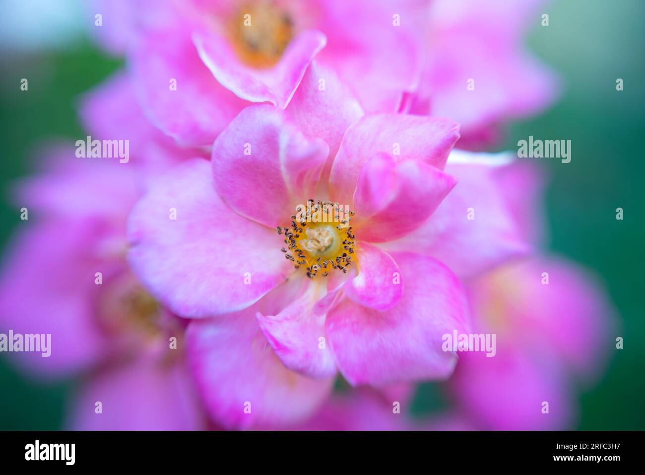 Rose rosa con un alone onirico di altre rose. Foto Stock