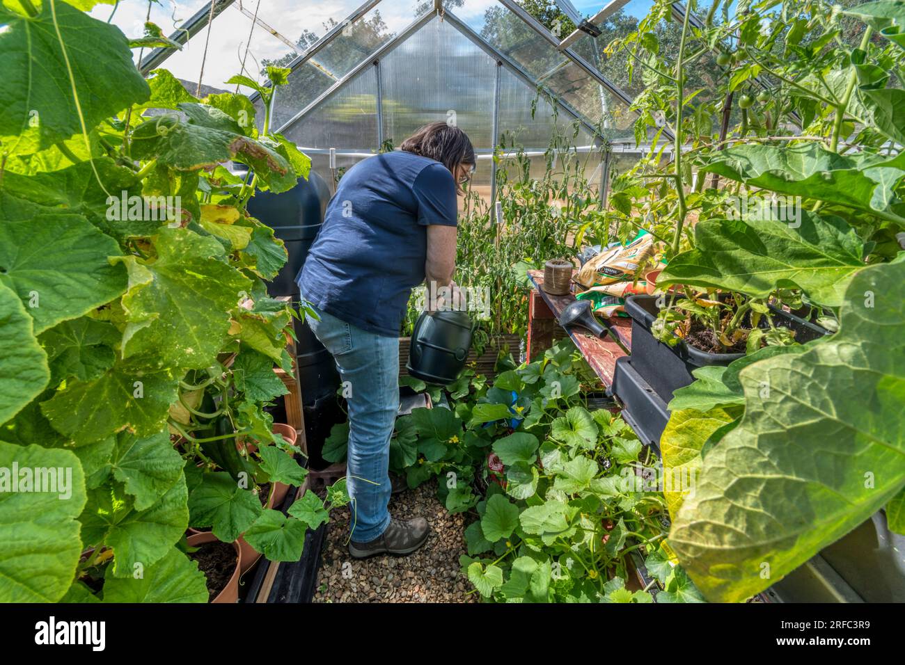 Donna che annaffia meloni, pomodori e piante di cuccioli che crescono nella sua serra. Foto Stock