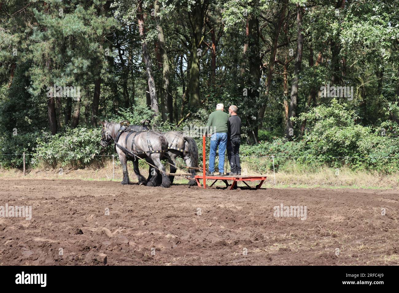 due grossi cavalli con bellissimi halter stanno trainando una slitta su un campo in occasione di un evento storico della fattoria Foto Stock