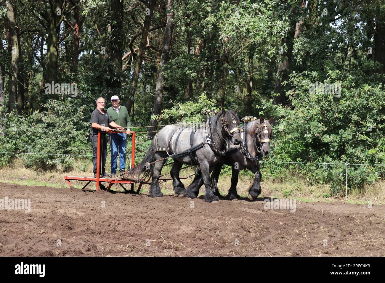 due grossi cavalli neri da tiro con bellissimi halter stanno trainando una slitta su un campo in occasione di uno storico evento agricolo in olanda Foto Stock
