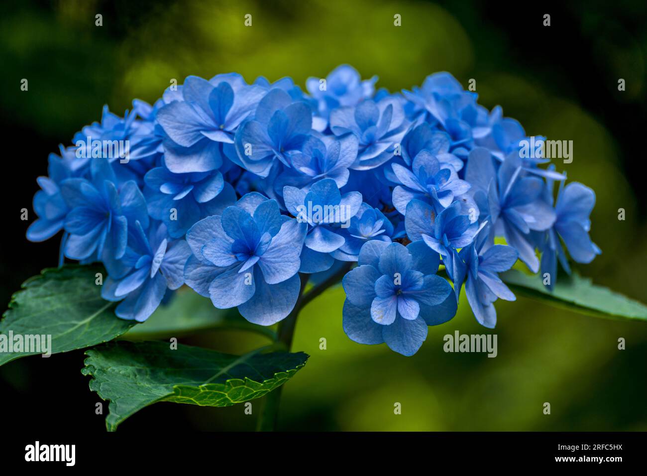 Fioritura di ortensie blu, lussureggianti, colorate e magnifiche Foto Stock