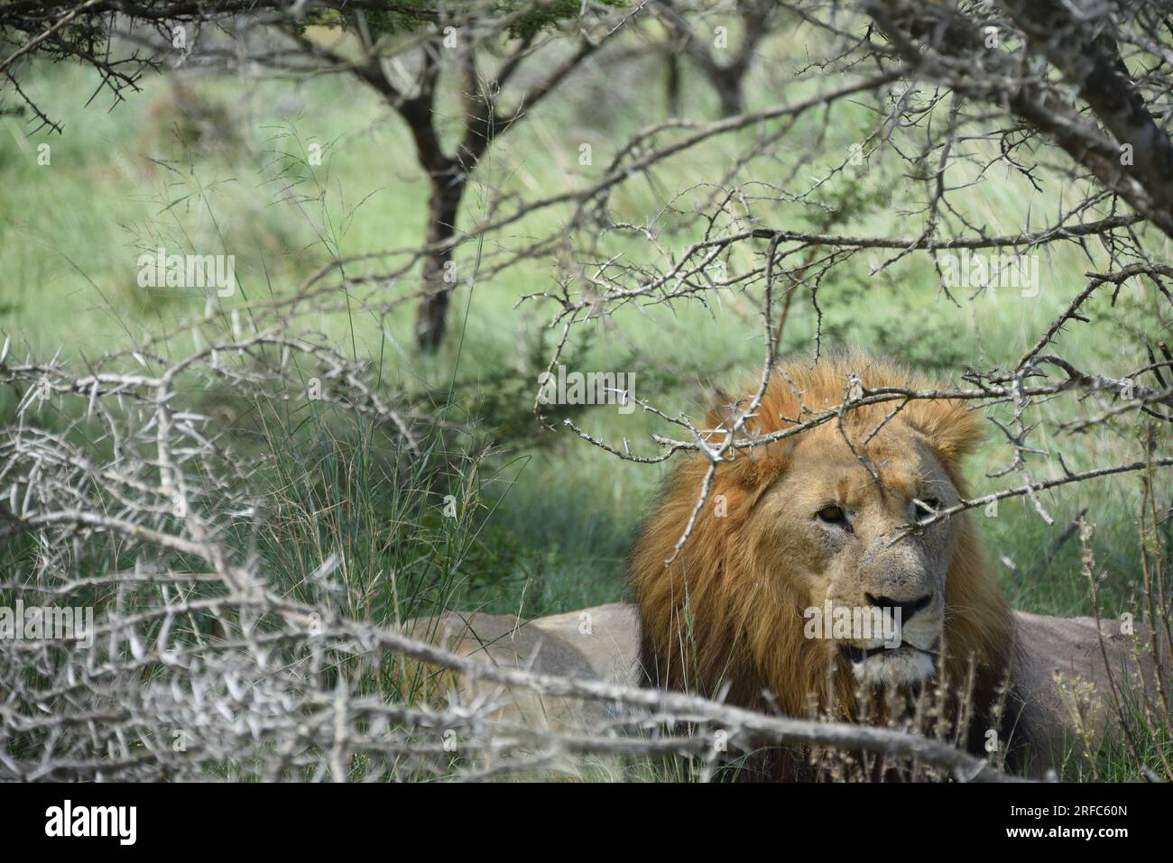 Ritratto ravvicinato di grande formato di un leone maschio selvaggio sudafricano, che guarda la fotocamera mentre è nascosto con una leonessa addormentata sotto un albero. Foto Stock