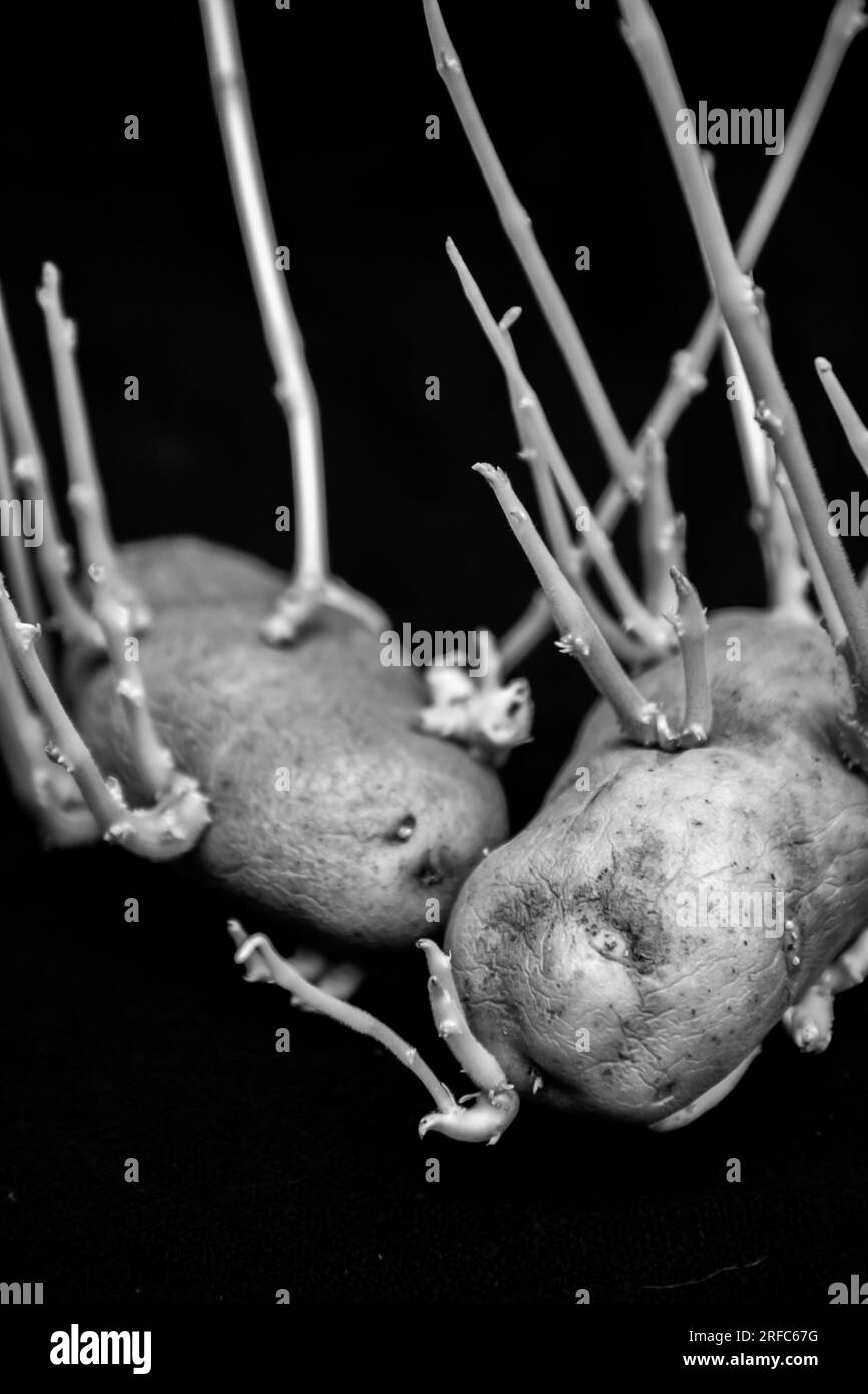 Una natura morta di patate con radici lunghe su fondo nero. Foto Stock