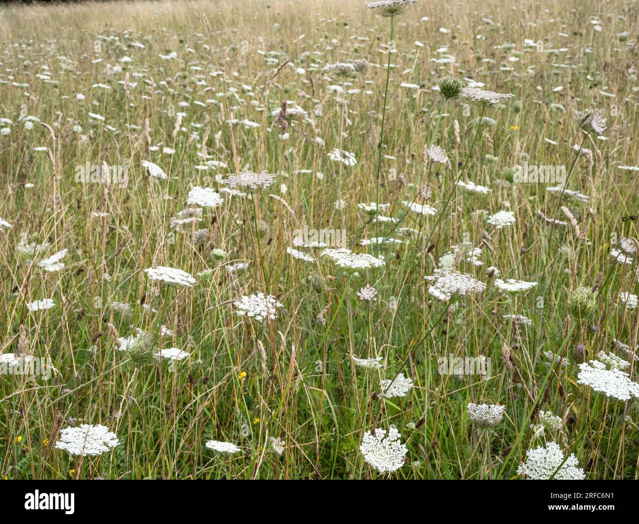 Daucus carota, prato di carote selvatiche Foto Stock