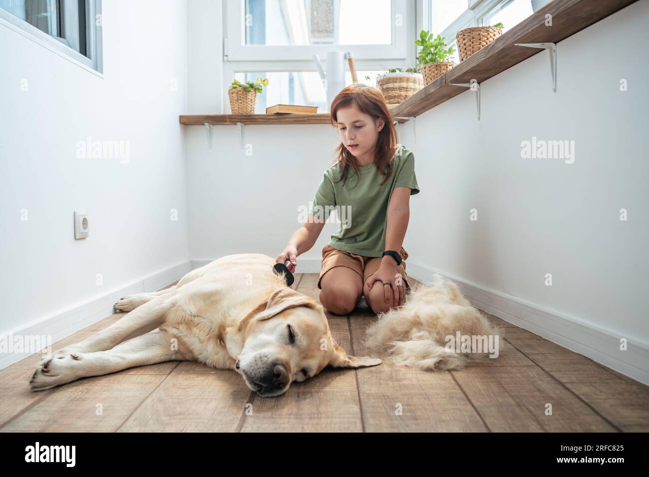 ragazza che pettina i capelli del suo cane labrador. Per la cura del corpo dei cani. Labrador Retriever. Concetto di igiene e cura dei cani. Problema primavera molt animale domestico. Foto Stock