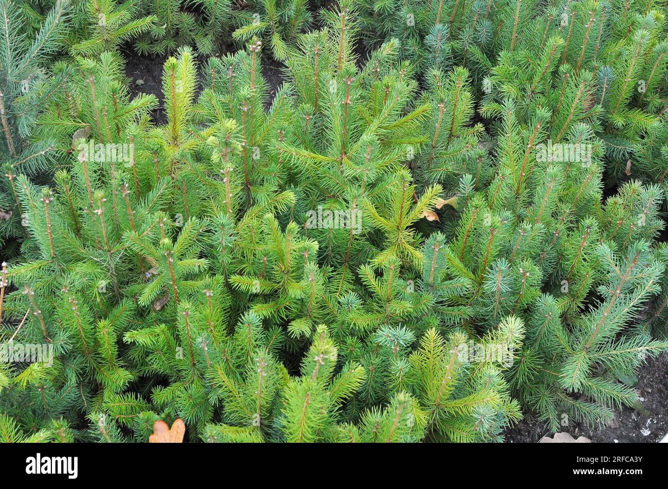 Piantine di giovani conifere coltivate in vivaio in silvicoltura Foto Stock
