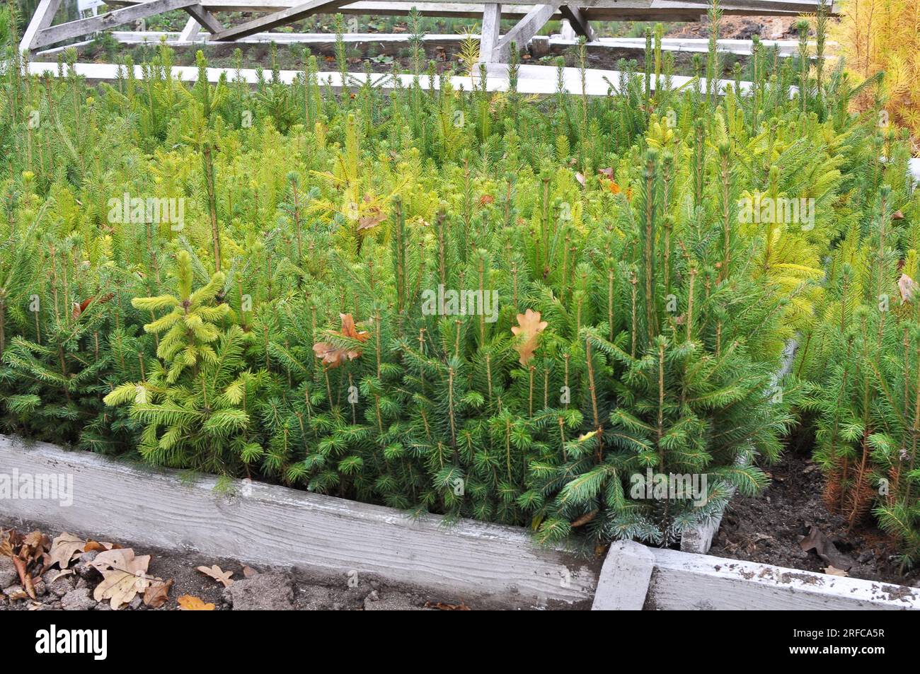 Piantine di giovani conifere coltivate in vivaio in silvicoltura Foto Stock