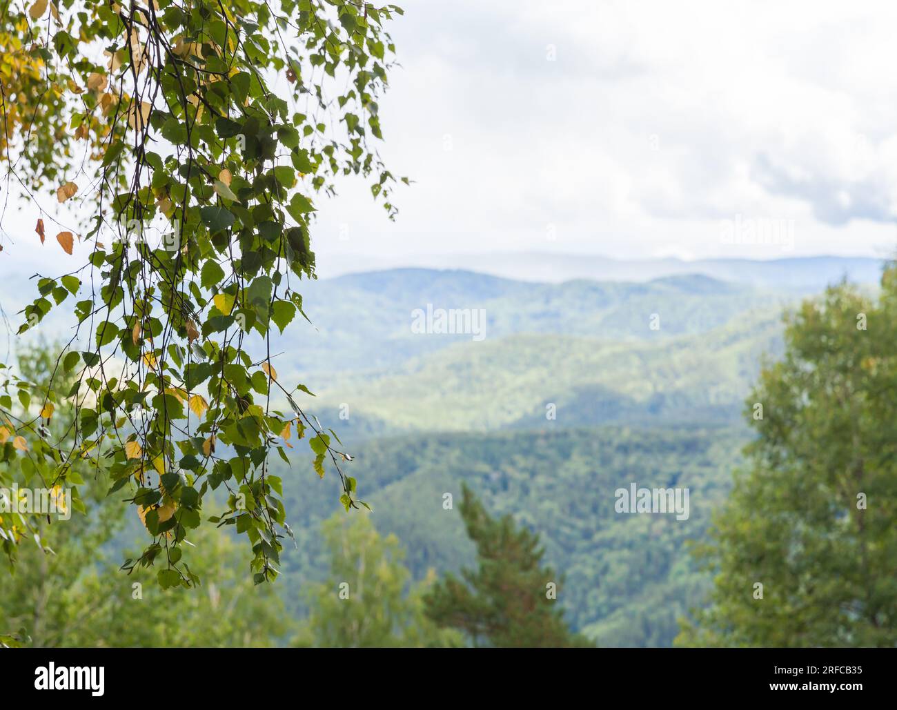 Vista sulle montagne di Altai con rami di betulla sotto il cielo nuvoloso luminoso, foto di paesaggi naturali scattate in un giorno d'estate Foto Stock