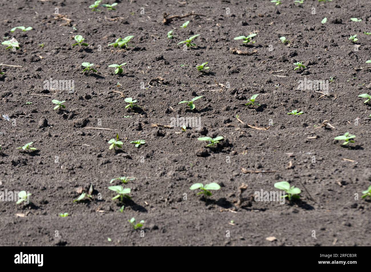 Il giovane girasole cresce in un campo agricolo. Foto Stock