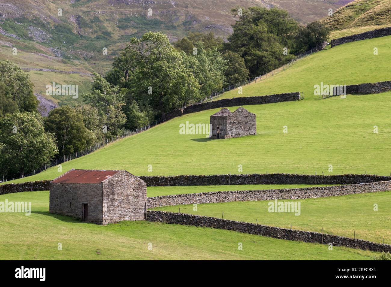 Campi a Keld, nel parco nazionale Yorkshire Dales attraversati da mura e punteggiati da tradizionali fienili. Foto Stock