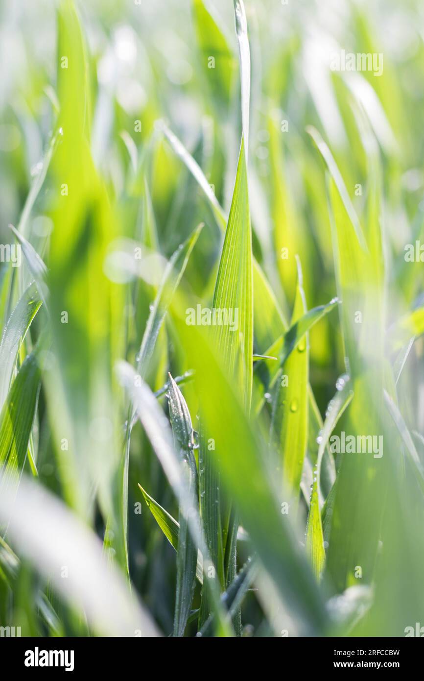 Foglie verdi lussureggianti di avena coltivate in campo agricolo Foto Stock