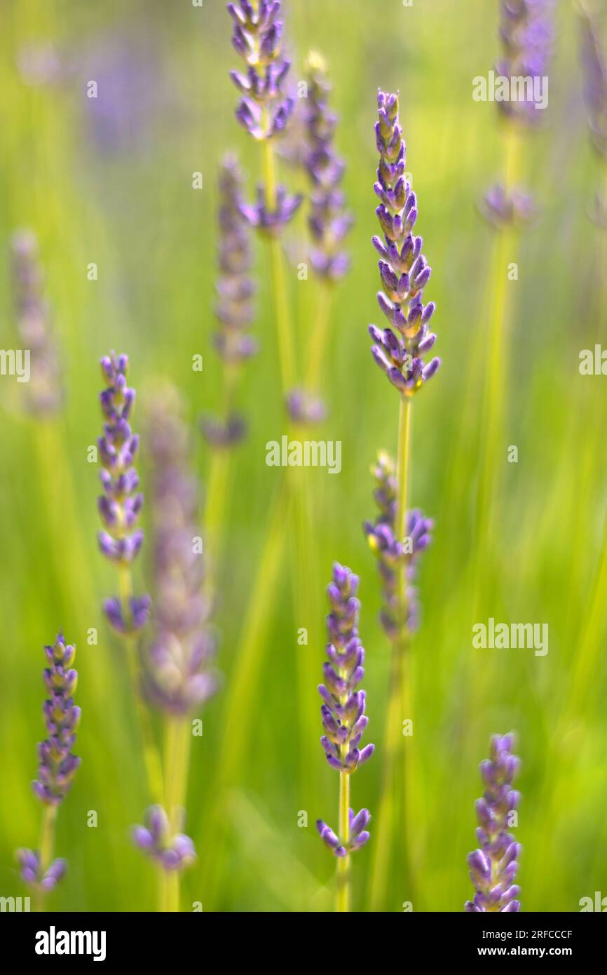 Teste di fiori lilla viola "Lavandula angustifolia" di lavanda Foto Stock