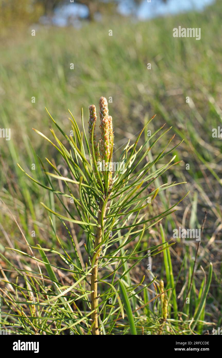 Giovane pino autosemina che cresce in natura Foto Stock