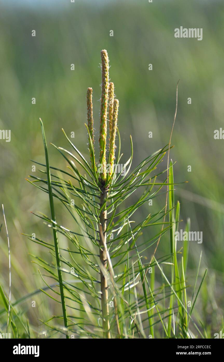 Giovane pino autosemina che cresce in natura Foto Stock