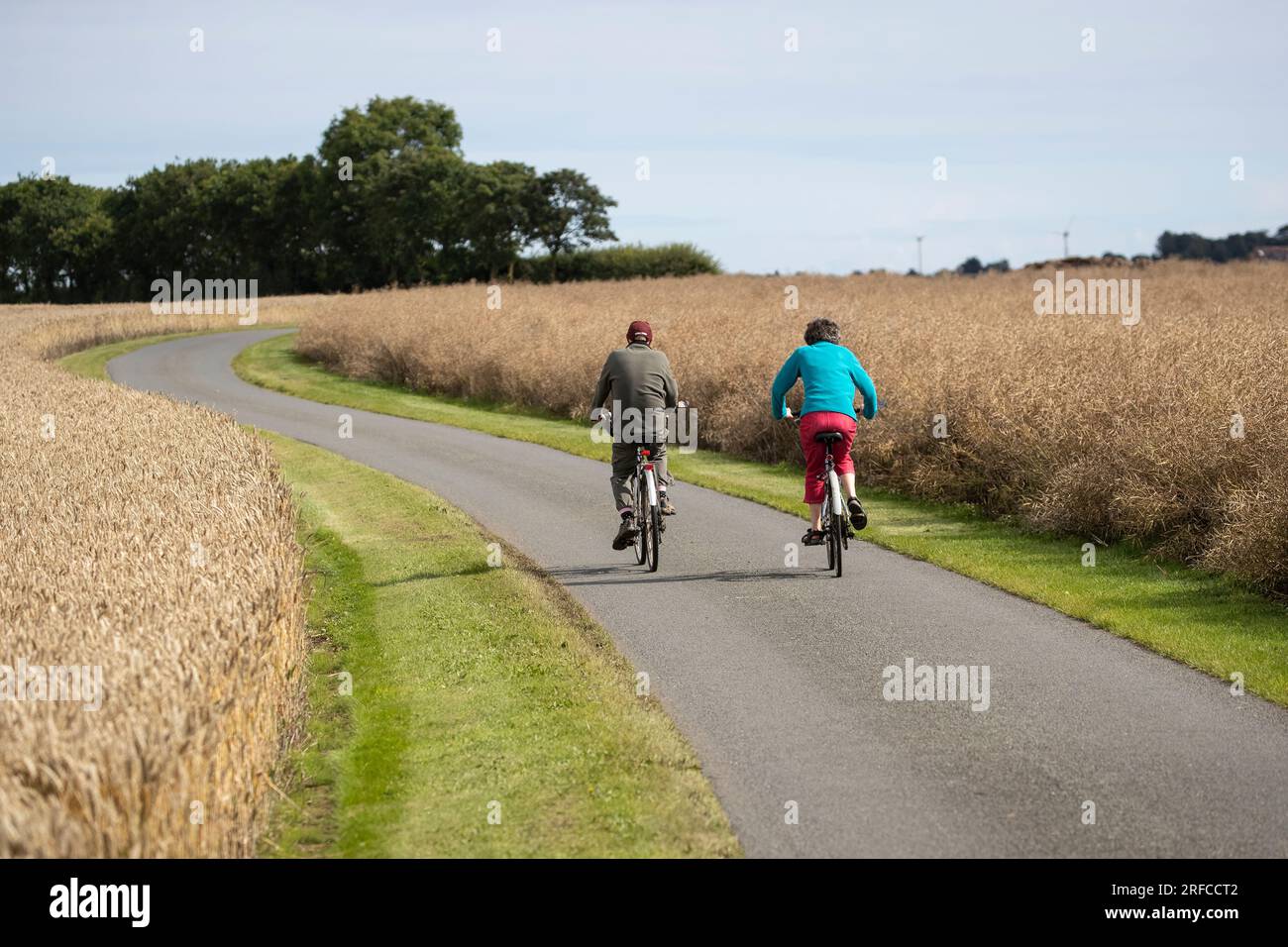 Una coppia di mezza età in bicicletta su una strada di campagna attraverso i campi di grano maturo nell'East Yorkshire durante l'estate Foto Stock