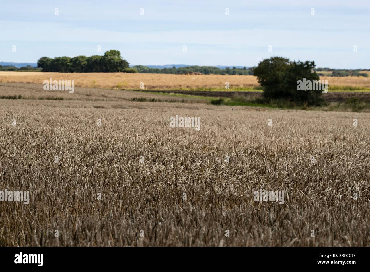 Campi di grano maturo che ondeggiano dolcemente nella brezza prima di raccogliere il raccolto in una campagna pianeggiante nell'East Yorkshire, Regno Unito Foto Stock