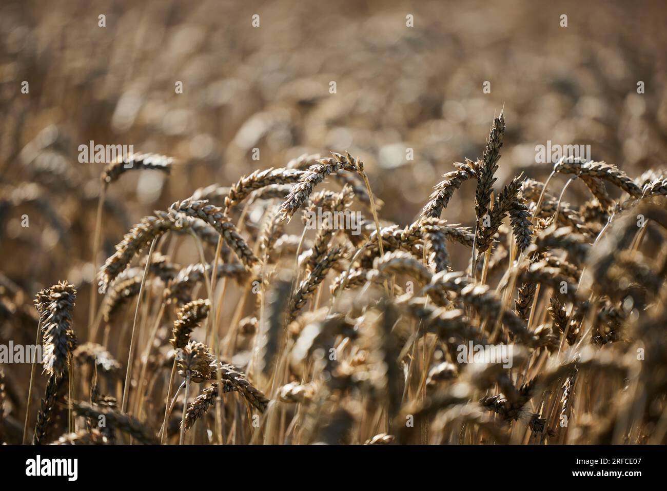 Cereali maturi che crescono in un campo a Kaarst, Nordrhein-Westfalen. Foto Stock