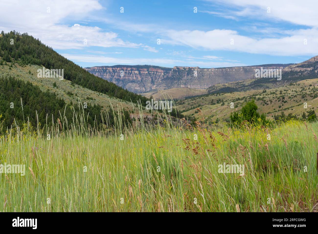 Le Bighorn Mountains nel Montana e nel Wyoming mostrano creste rosse e foreste di pini sulle pendici delle colline. L'erba è in primo piano con cielo blu e nuvole sopra. Foto Stock