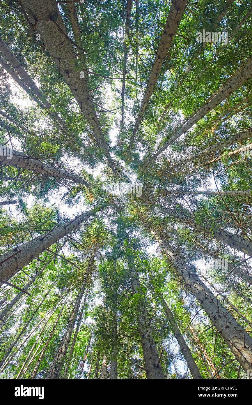 Foresta di pini nell'Appennino Toscano Emiliano, Italia Foto Stock