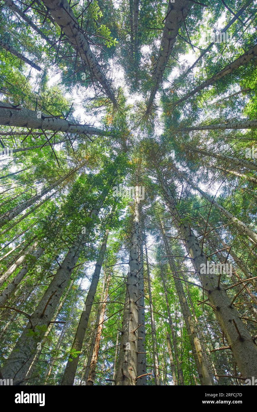Foresta di pini nell'Appennino Toscano Emiliano, Italia Foto Stock