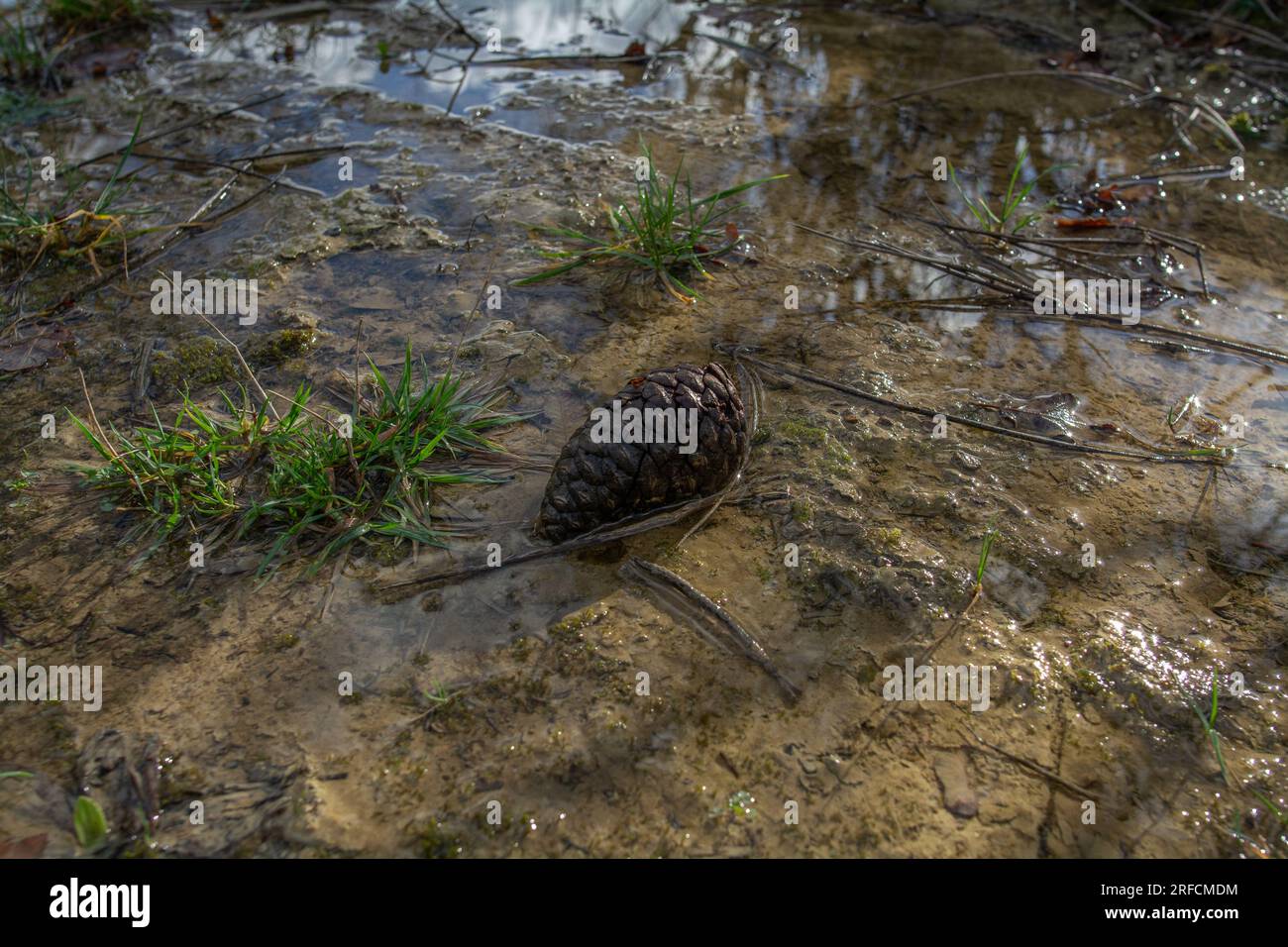 Fotografia artistica della natura Foto Stock