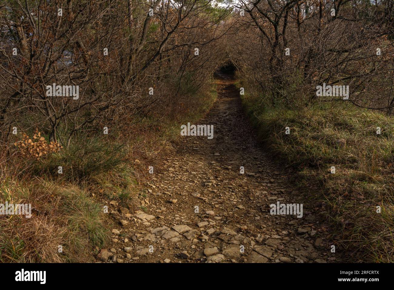 Markov Hrib, Capodistria, Slovenija Foto Stock