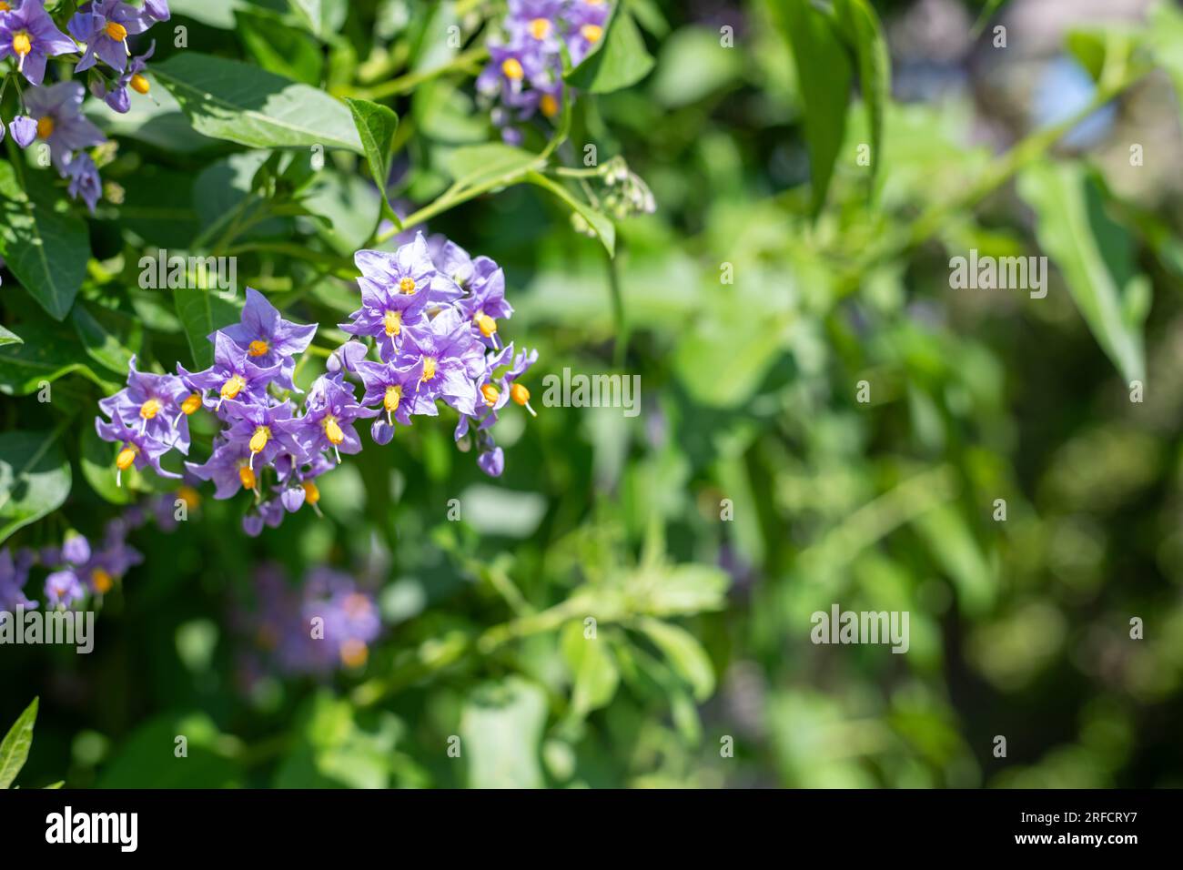 Primo piano dei fiori cileni in fiore (solanum crispum) Foto Stock