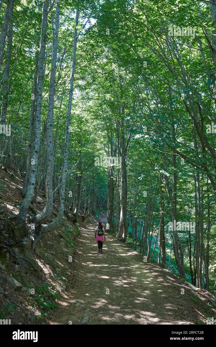 Persona che cammina nella foresta dell'Appennino Toscano Emiliano, Italia Foto Stock