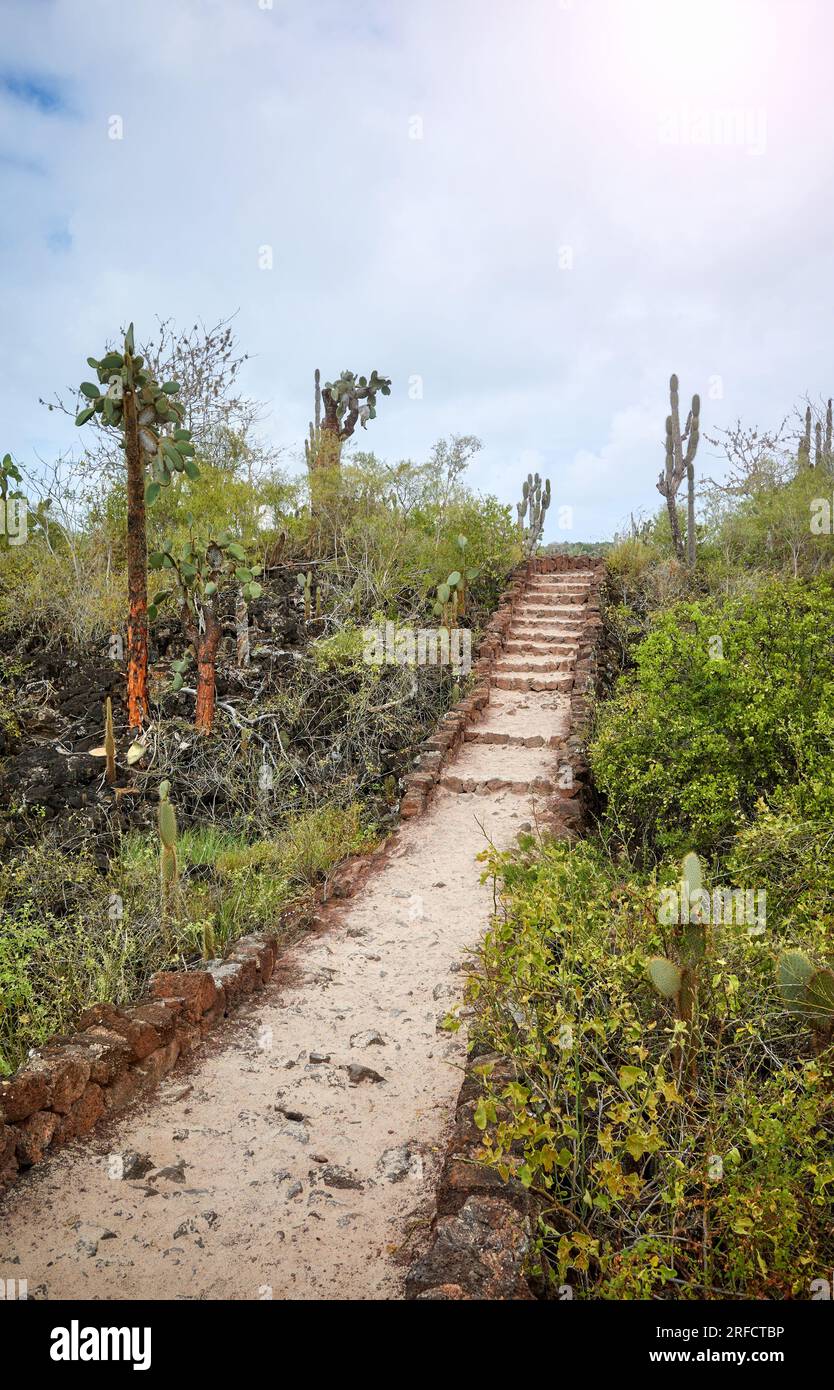 Sentiero di opuntias giganti (Opuntia galapageia) sull'isola di Santa Cruz, Parco Nazionale delle Galapagos, Ecuador. Foto Stock
