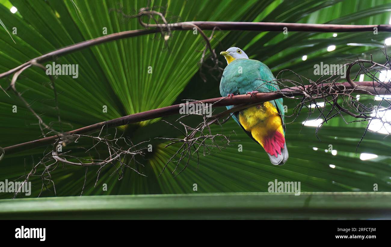 Colomba di frutta con pappa nera (Ptilinopus melanospilus), uccello colorato di Sulawesi, Indonesia Foto Stock