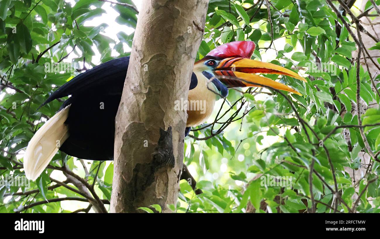 Maschio di carpino (Rhyticeros cassidix), uccello endemico dell'Indonesia Foto Stock