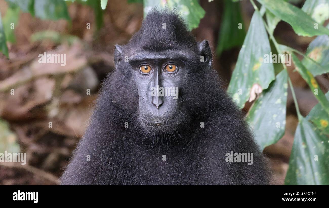 Ritratto di macaco crestato Celebes (Macaca nigra), Sulawesi, Indonesia Foto Stock