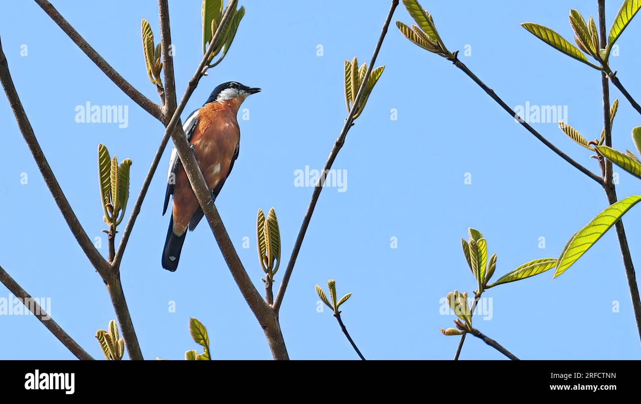 Triller con abbellimenti ruandesi (Lalage aurea), uccello endemico di Halmahera, Indonesia Foto Stock