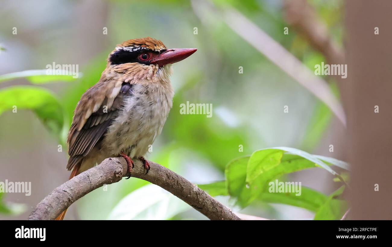 Sulawesi lilac kingfisher (Cittura cyanotis), uccello endemico dell'Indonesia Foto Stock