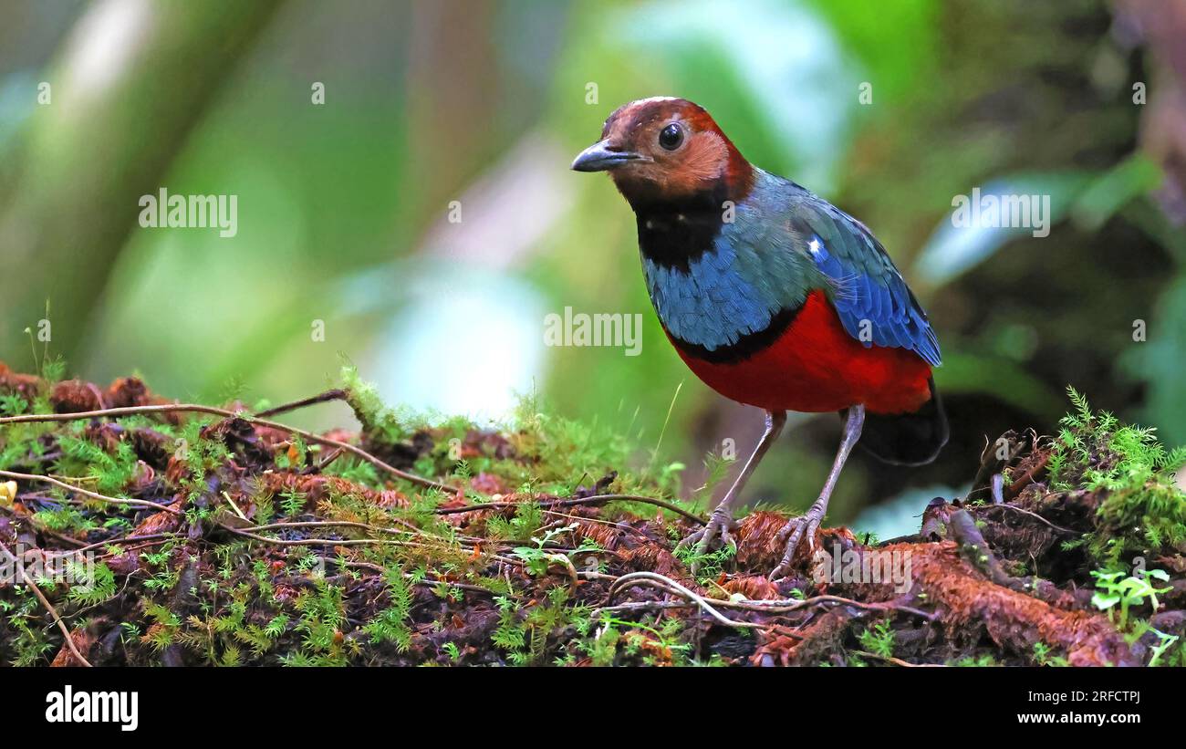 Sulawesi pitta (Erythropitta celebensis), uccello colorato dell'Indonesia Foto Stock