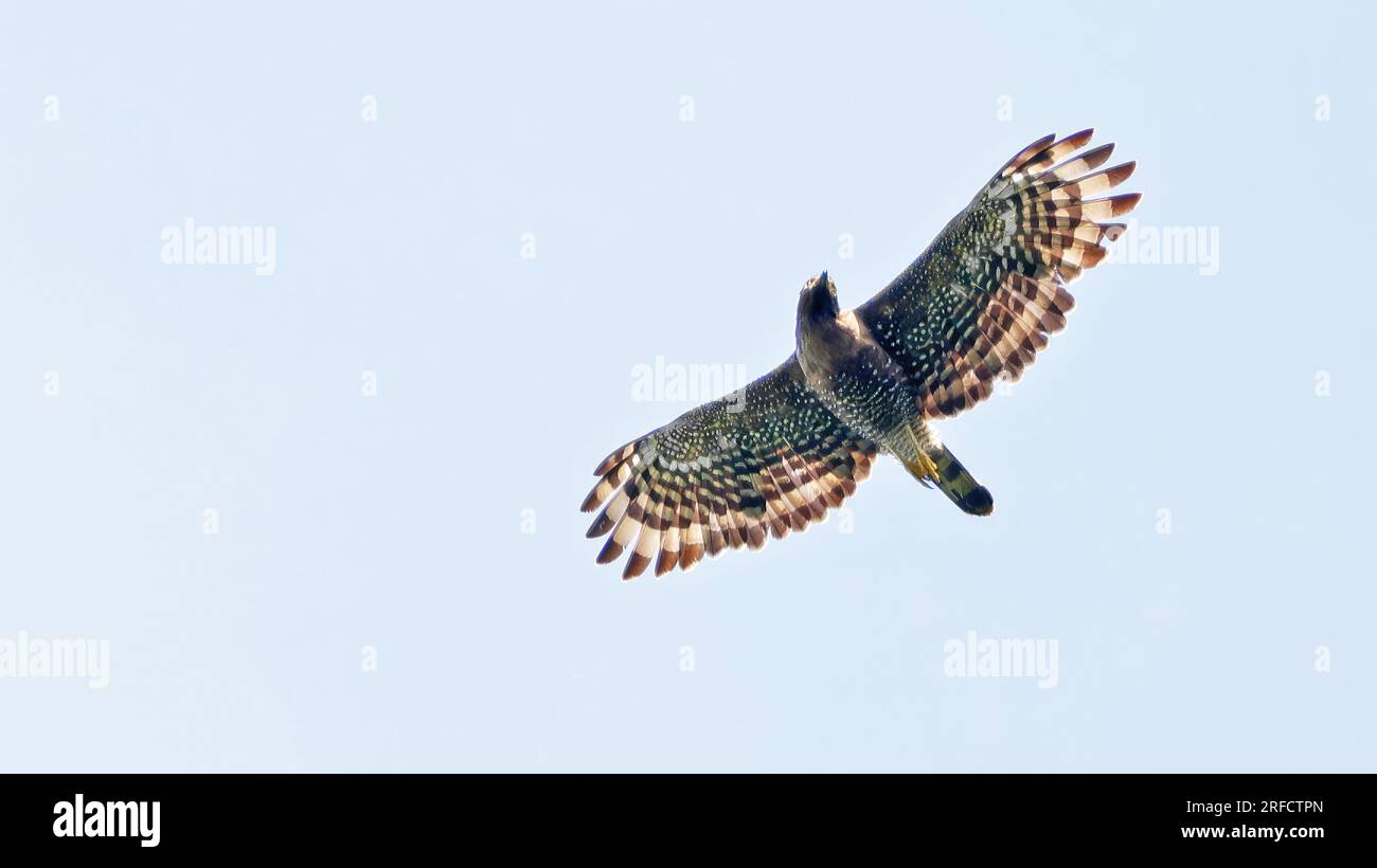 Aquila serpente Sulawesi in volo (Spilornis rufipectus), uccello endemico dell'Indonesia Foto Stock