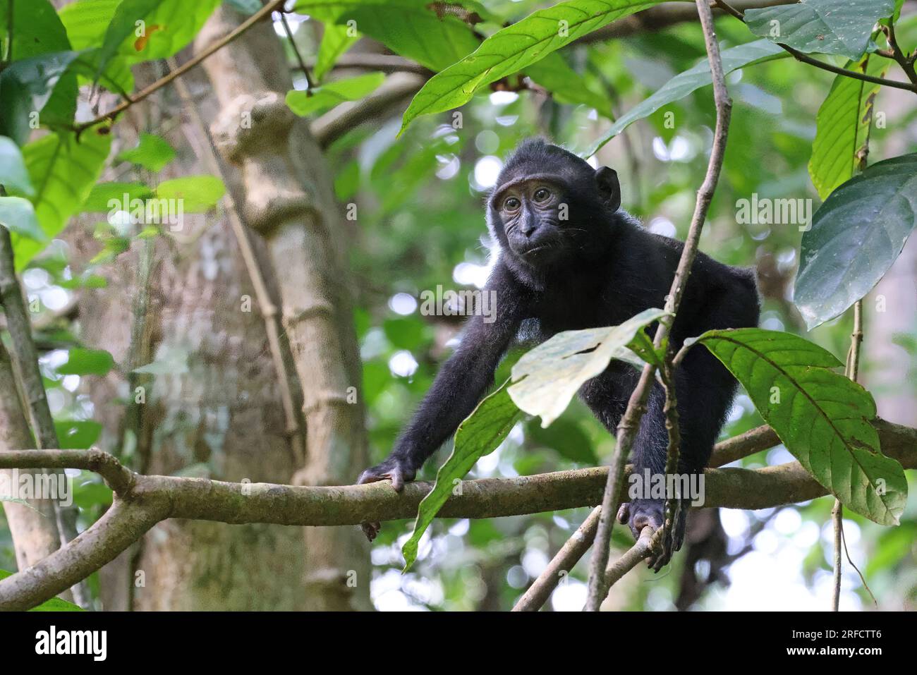 Macaco crestato Young Celebes (Macaca nigra), Sulawesi, Indonesia Foto Stock