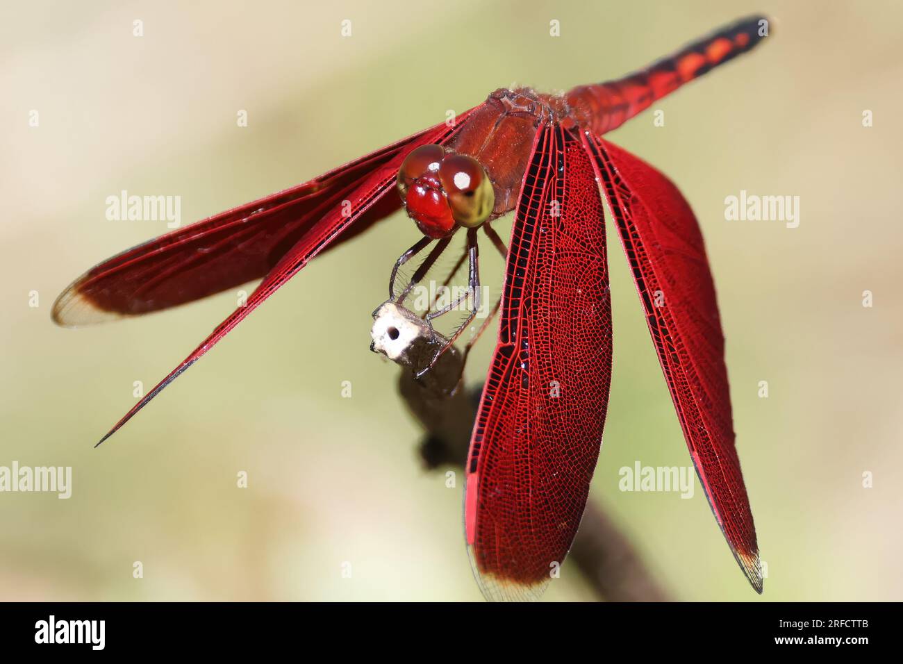 Bellissima libellula rossa di Sulawesi, Indonesia Foto Stock