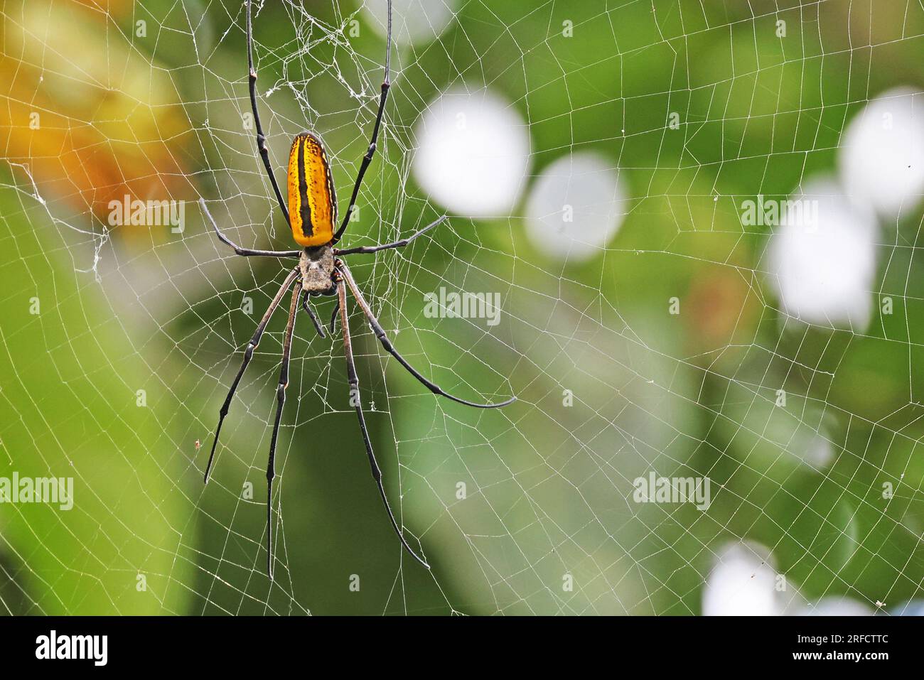 Grande ragno arancione sulla sua rete, Halmahera, Indonesia Foto Stock