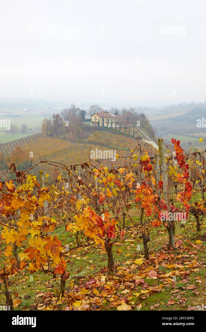 Paesaggio autunnale delle Langhe con le sue caratteristiche vigne, Pidmont, Italia Foto Stock