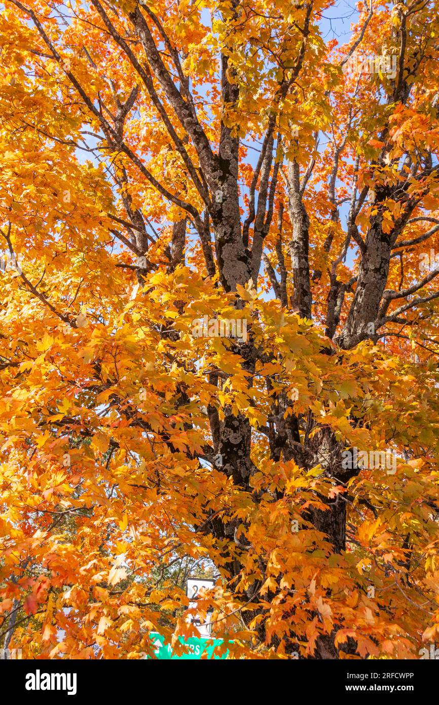 Colore di autunno a Eureka Springs, Arkansas. Foto Stock