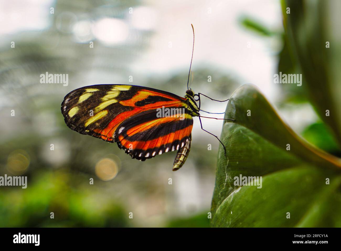 Farfalla a piedi di pennello su una foglia di pianta. Foto Stock