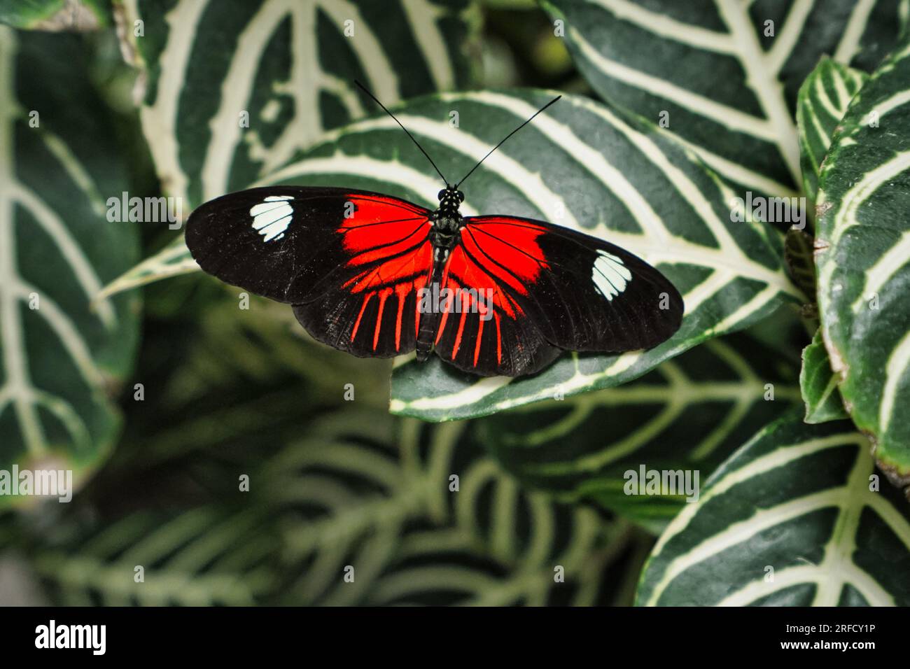Farfalla a piedi di pennello su una foglia di pianta. Foto Stock