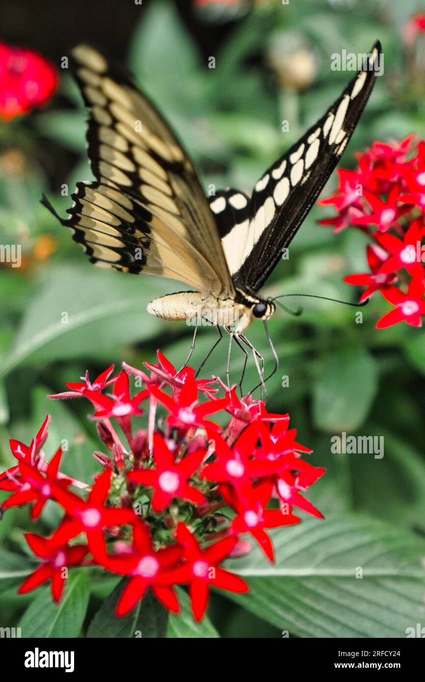 Farfalla a coda di rondine comune su un fiore. Foto Stock