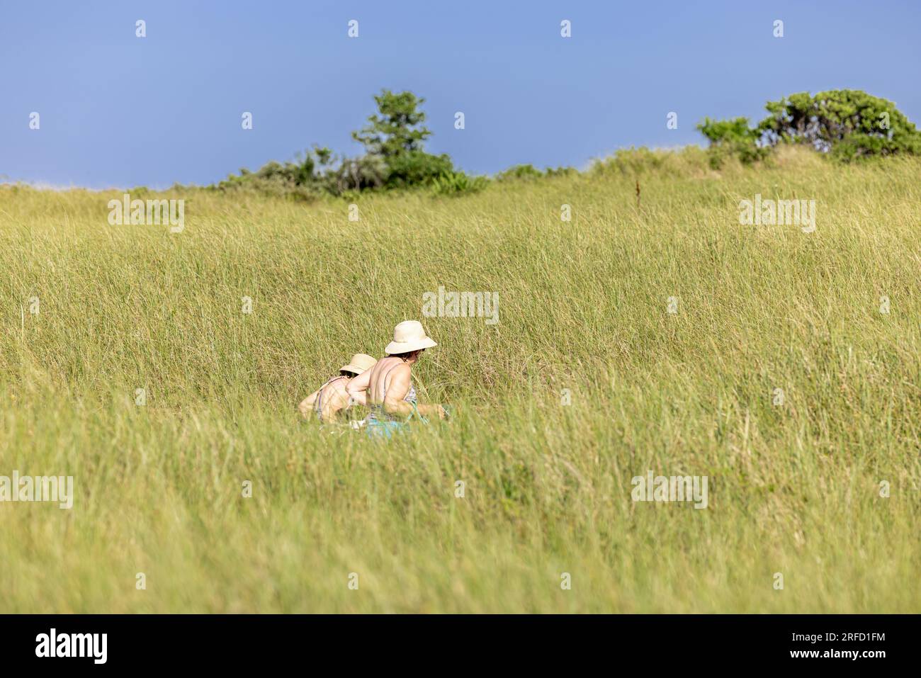 due donne in costume da bagno e cappello che camminano attraverso l'erba alta sulla spiaggia gin Foto Stock