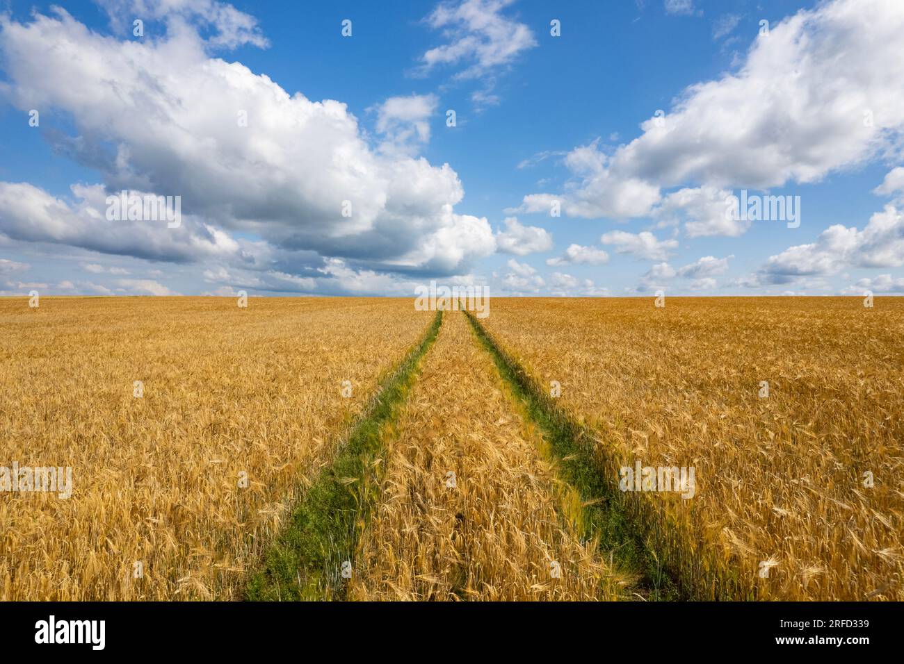 Campo e cielo in Estonia Foto Stock