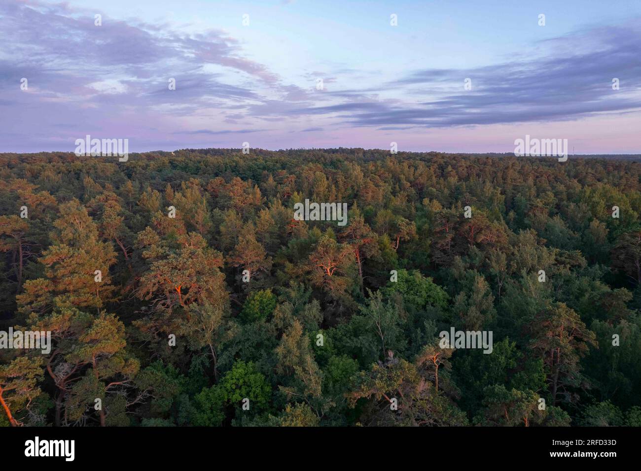 Un paesaggio forestale durante un tramonto viola in Estonia Foto Stock