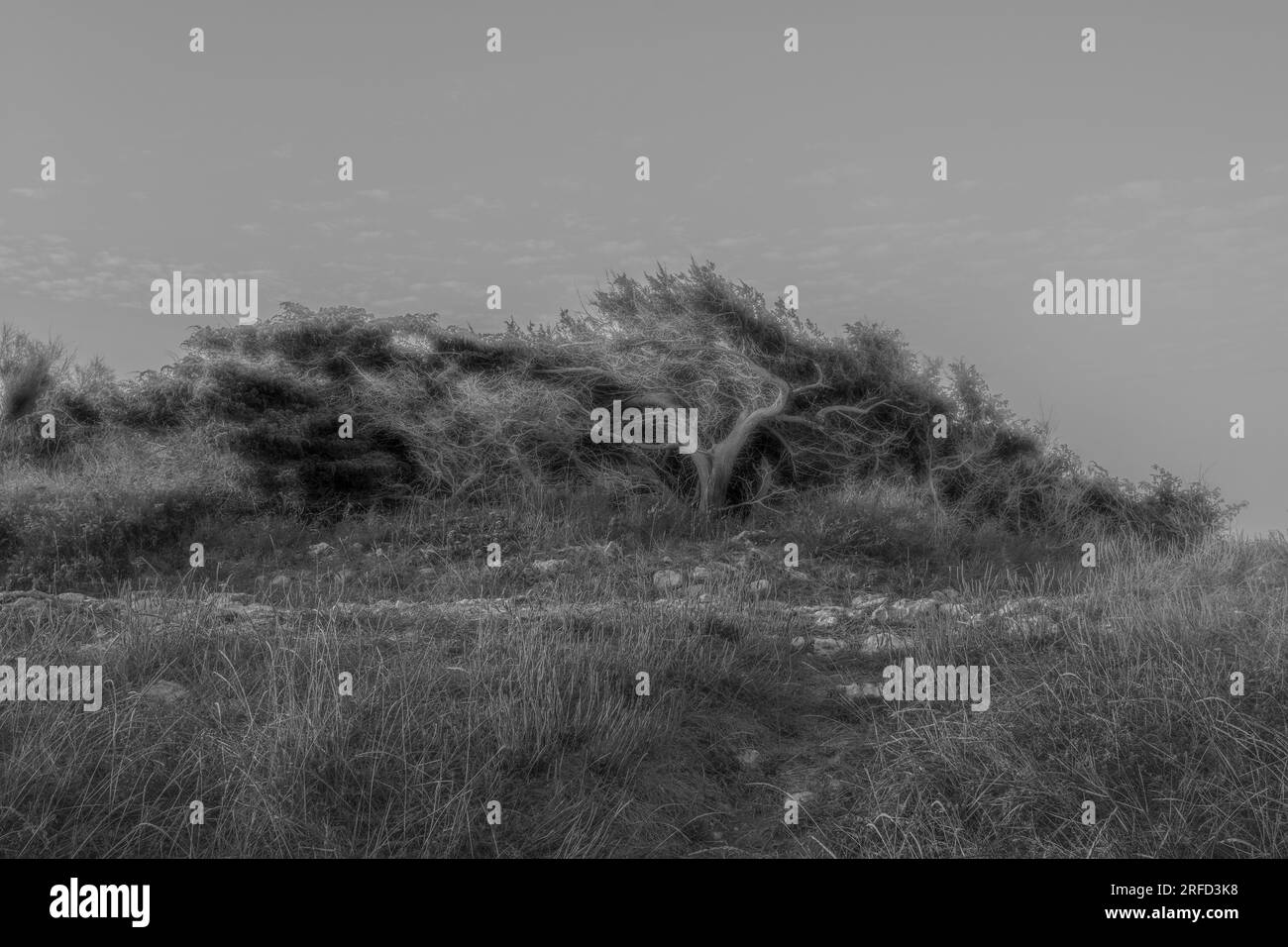 Foto artistiche in bianco e nero della natura Foto Stock